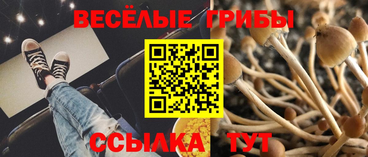 Псилоцибиновые грибы Cubensis Минусинск